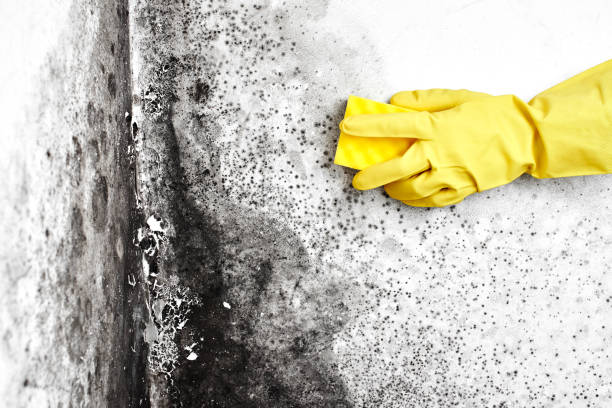 Best Mold Testing  in Cherryland, CA