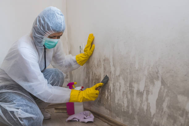 Best Fast Mold Removal  in Cherryland, CA