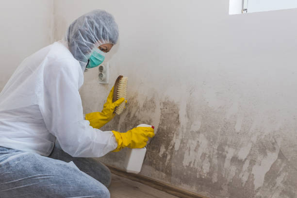 Best Fast Mold Removal  in Cherryland, CA