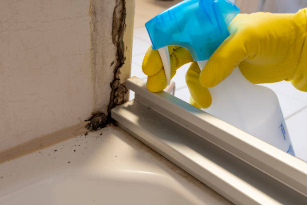 Best Local Mold Removal Service  in Cherryland, CA