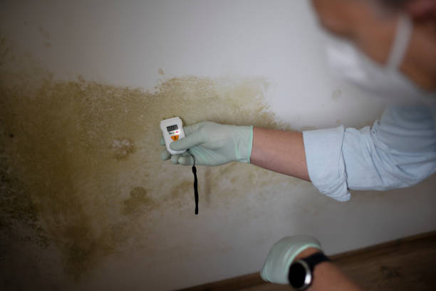 Crawl Space Mold Removal in Cherryland, CA