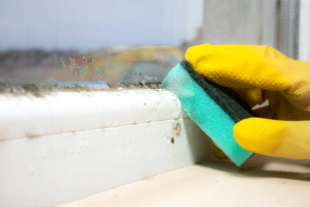 Best Toxic Mold Removal  in Cherryland, CA