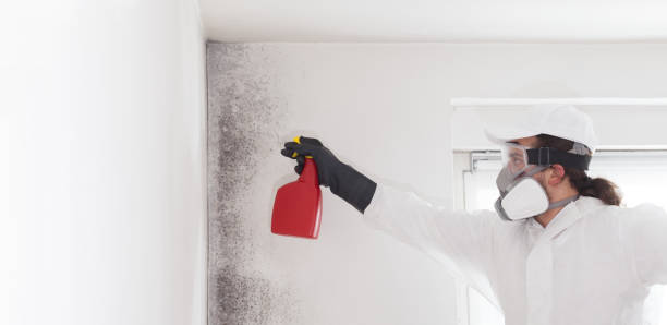 Best Office Mold Removal Services  in Cherryland, CA