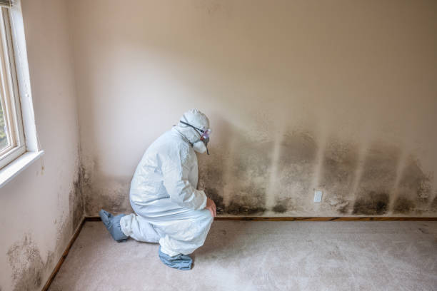 Best Mold Testing  in Cherryland, CA