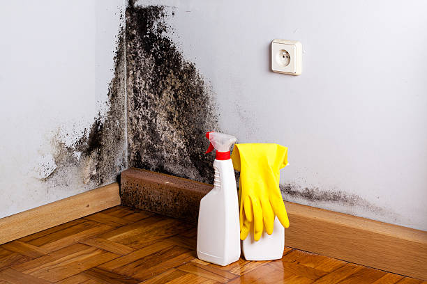 Best Crawl Space Mold Removal  in Cherryland, CA