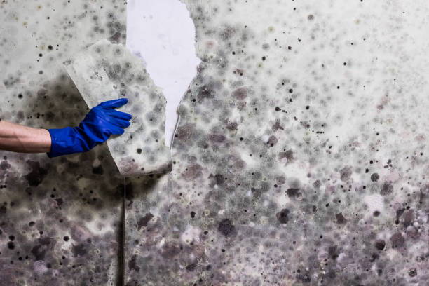 Reliable Cherryland, CA Mold Removal Solutions