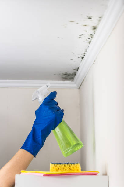 Best Mold Remediation  in Cherryland, CA