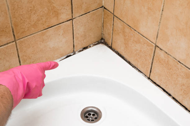 Best Certified Mold Removal  in Cherryland, CA